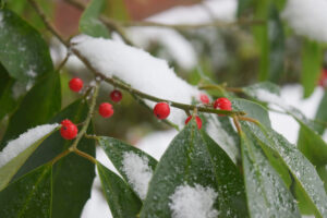 Snow on Leaves